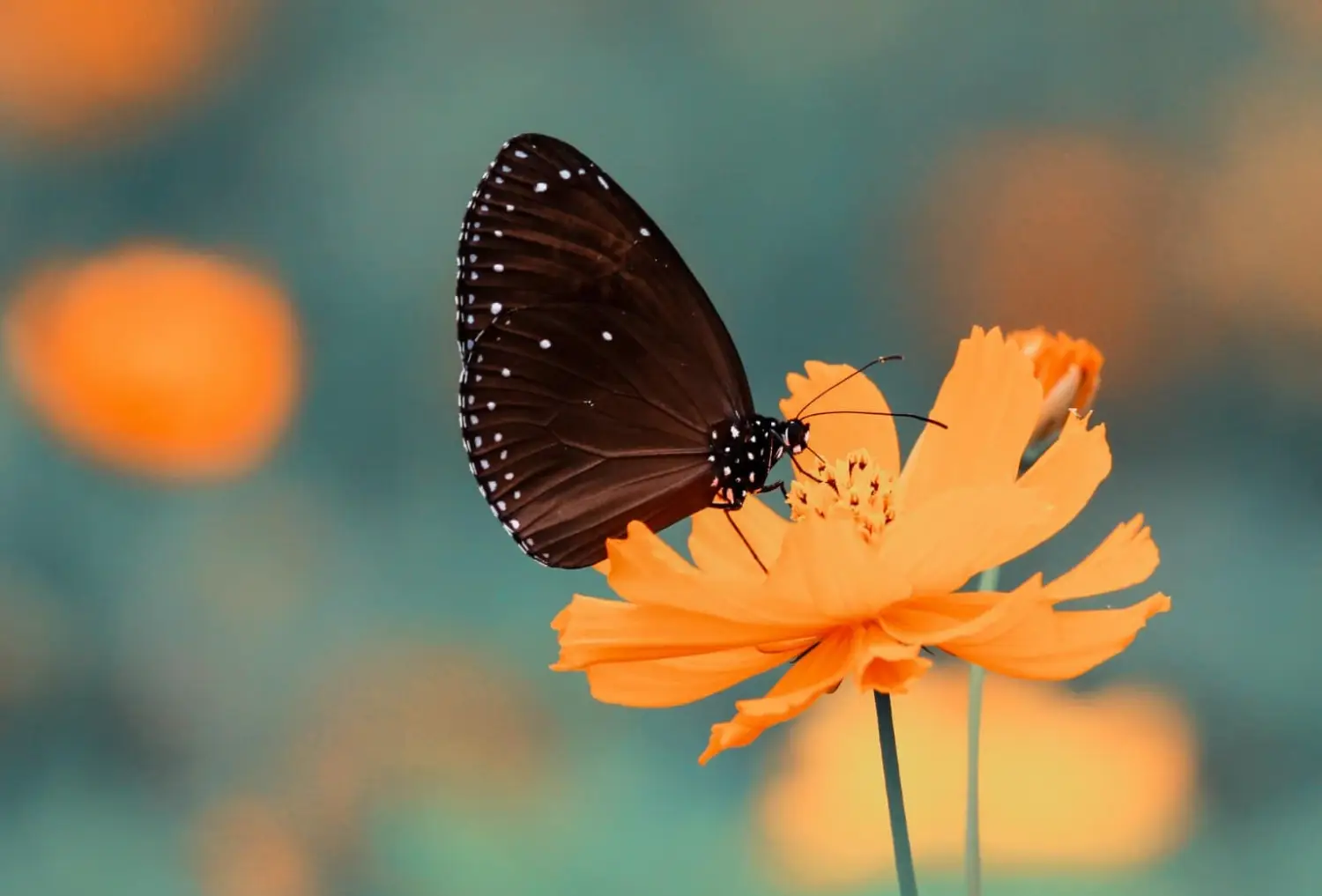 Pour changer, ne vous adaptez pas !