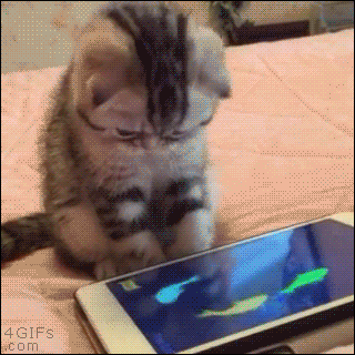 chaton poission smartphone