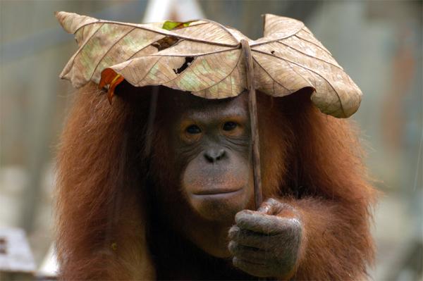 parapluie troue
