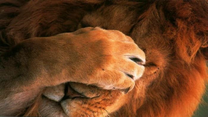 confiance en soi timidite lion