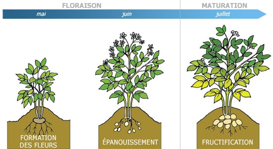 cycle-recolte-Démission pour création d'entreprise